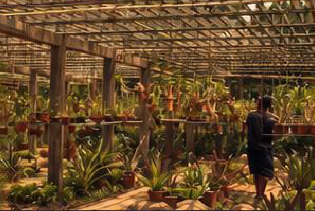 A shaded pergola walkway lined with potted plants at the Auroville Botanical Gardens.